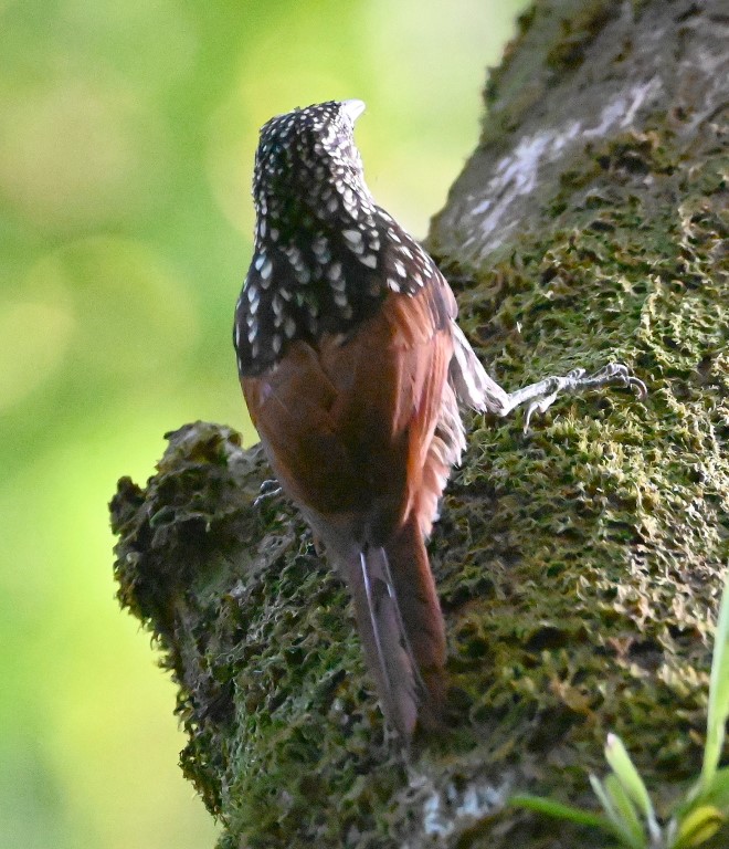 DSC_8206b.jpg