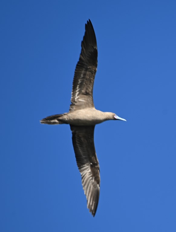 DSC_8274b.jpg