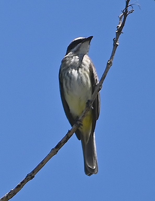 DSC_8511b.jpg