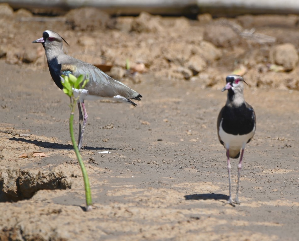 DSC_8541b.jpg