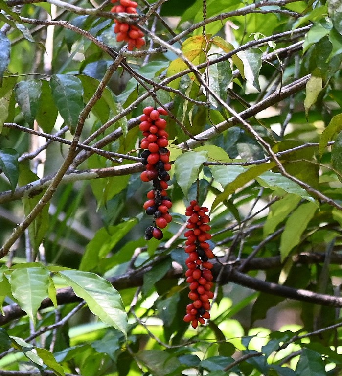 DSC_8551b.jpg