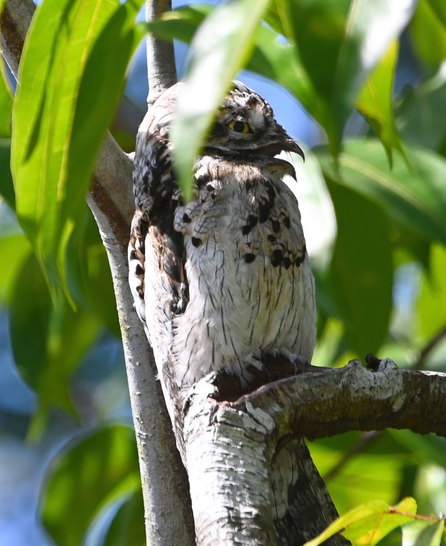 DSC_8554b.jpg