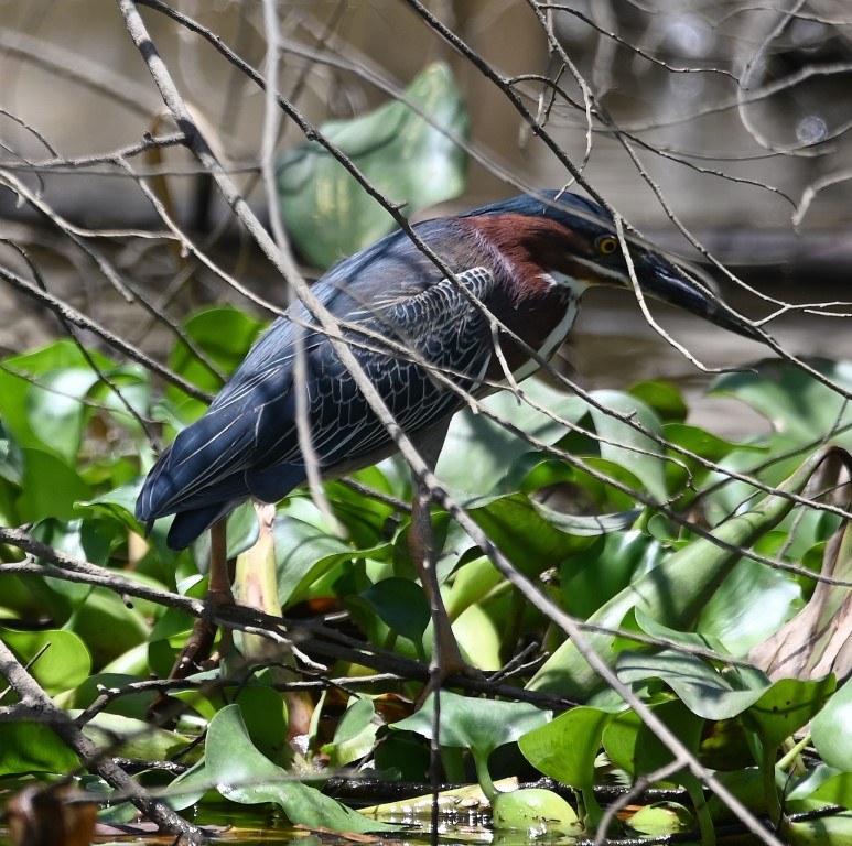 DSC_8641b.jpg