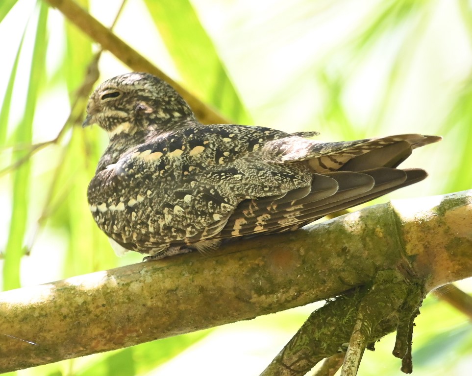 DSC_8661b.jpg