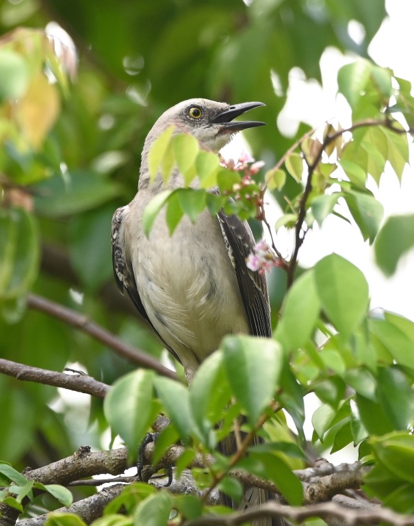 DSC_8739b.jpg