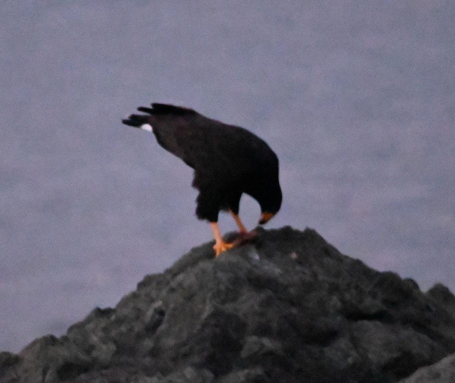 DSC_8800b.jpg