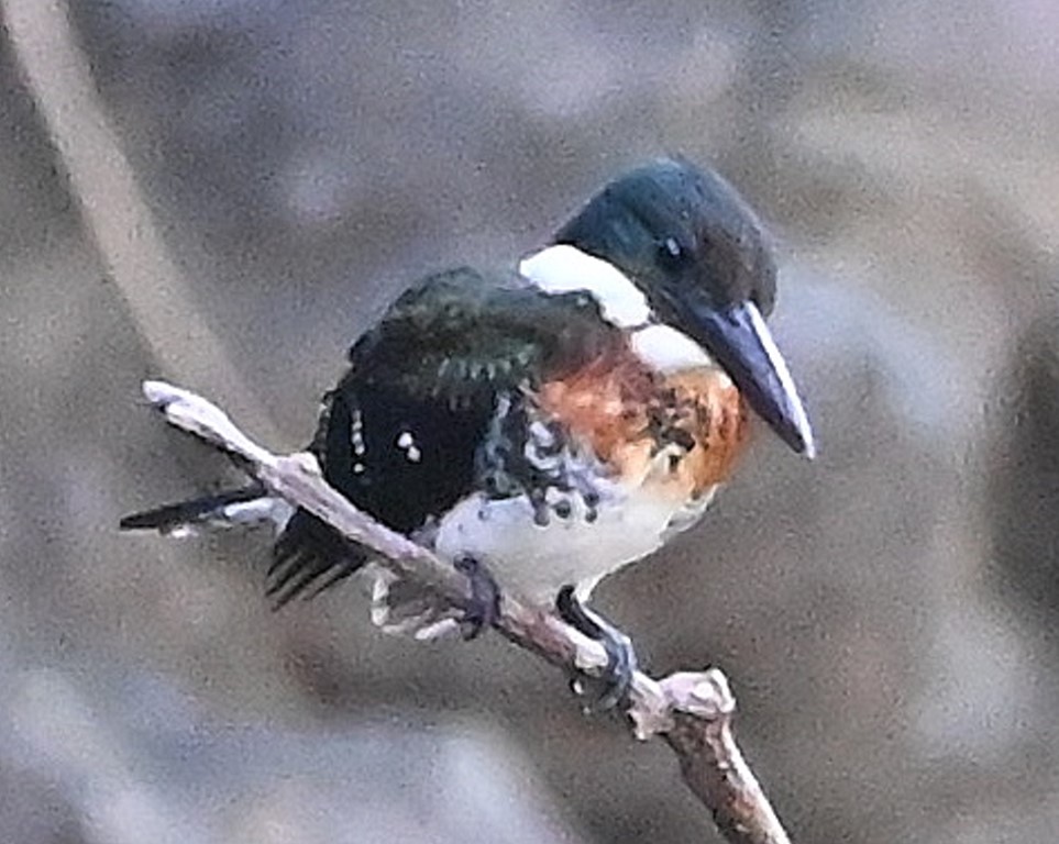 DSC_8841b.jpg