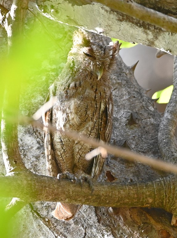 DSC_9134b.jpg