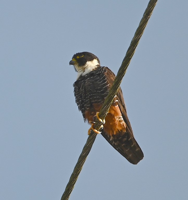 DSC_9156b.jpg