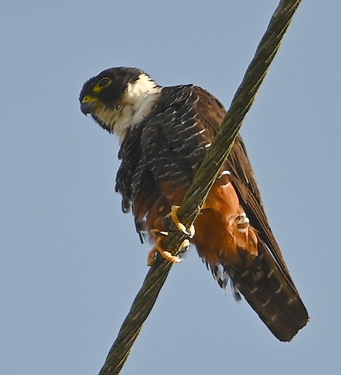 DSC_9162b.jpg