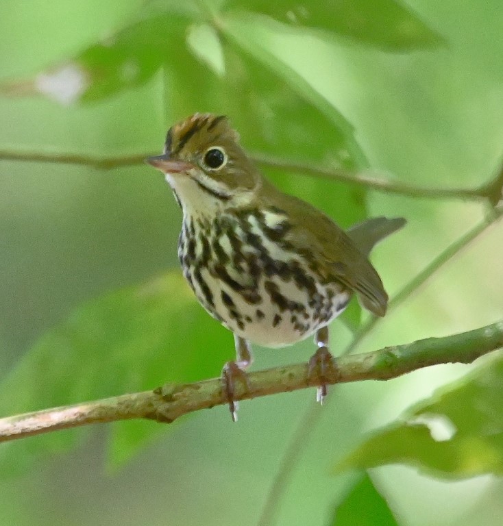 DSC_9409b.jpg