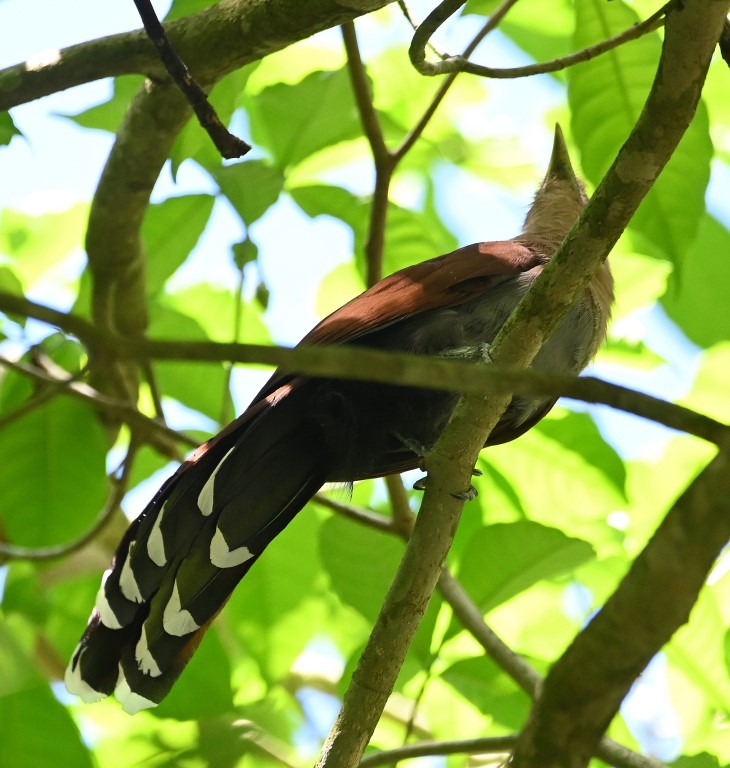 DSC_9448b.jpg