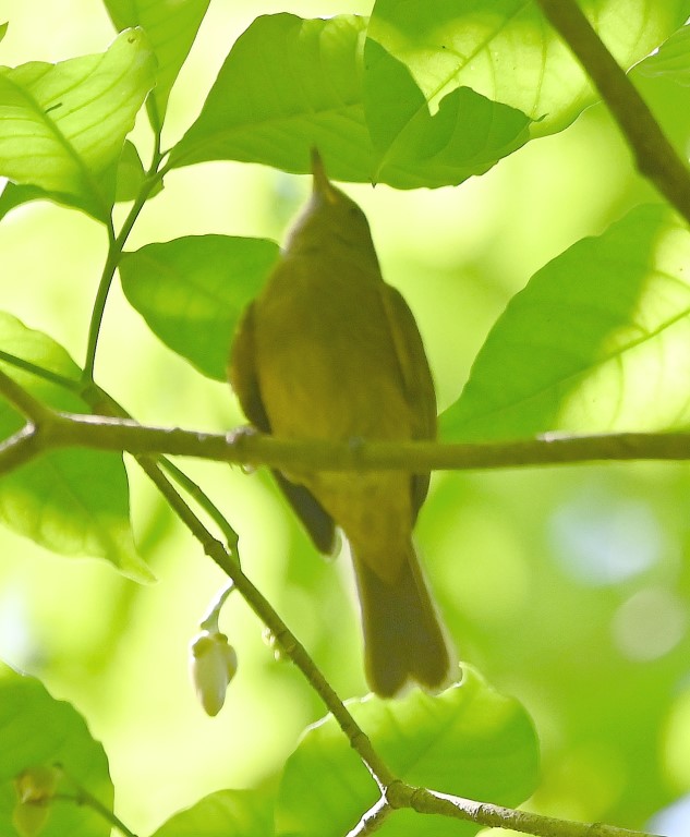 DSC_9468b.jpg