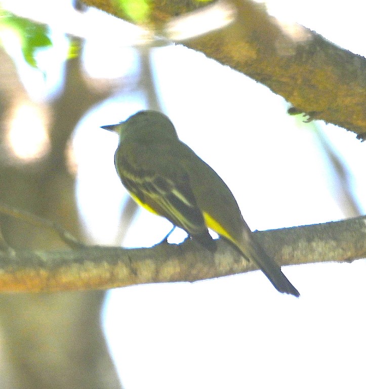 DSC_9514b.jpg