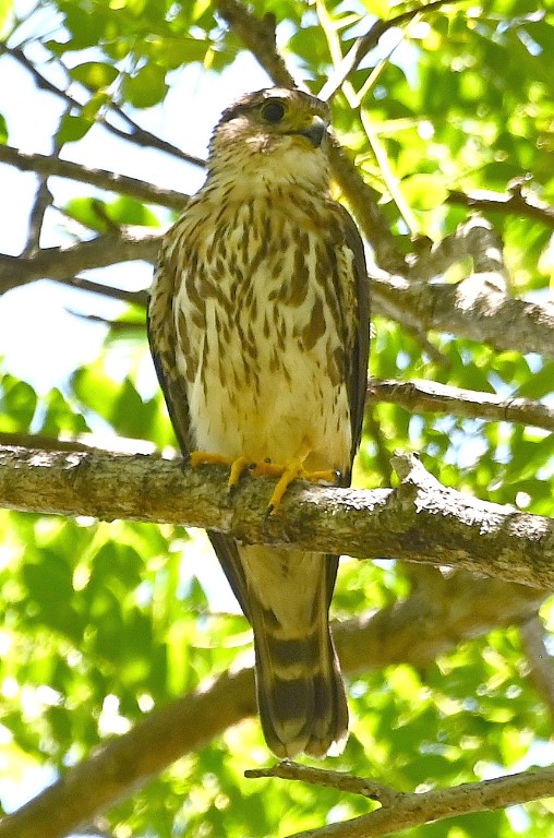 DSC_9541b.jpg