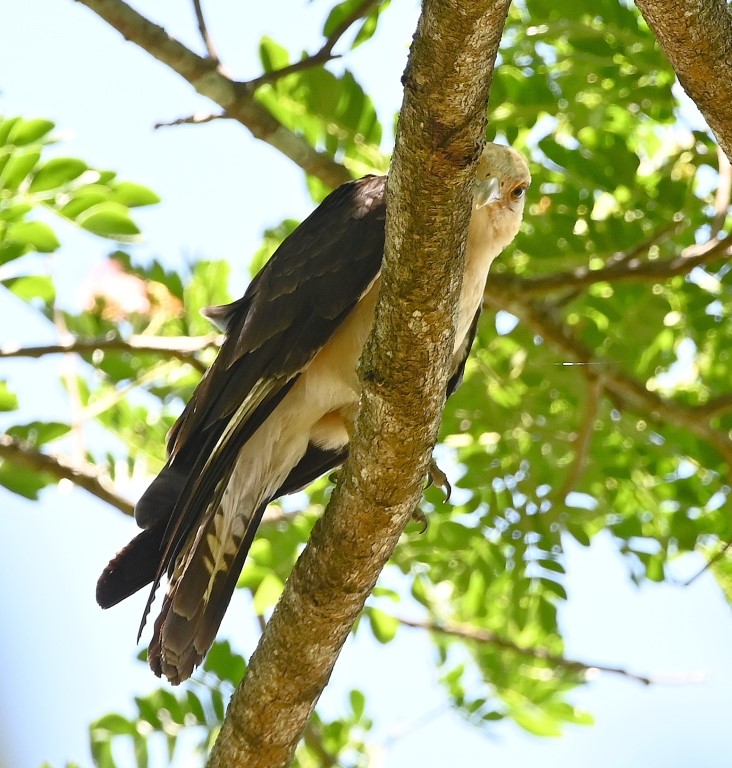 DSC_9565b.jpg