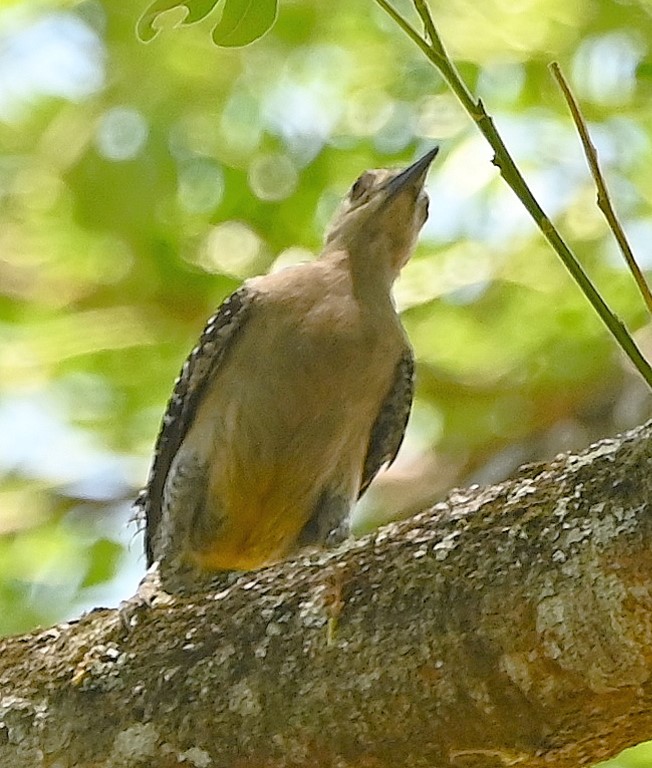 DSC_9568b.jpg