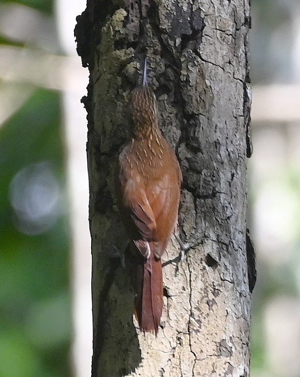 DSC_9624b.jpg