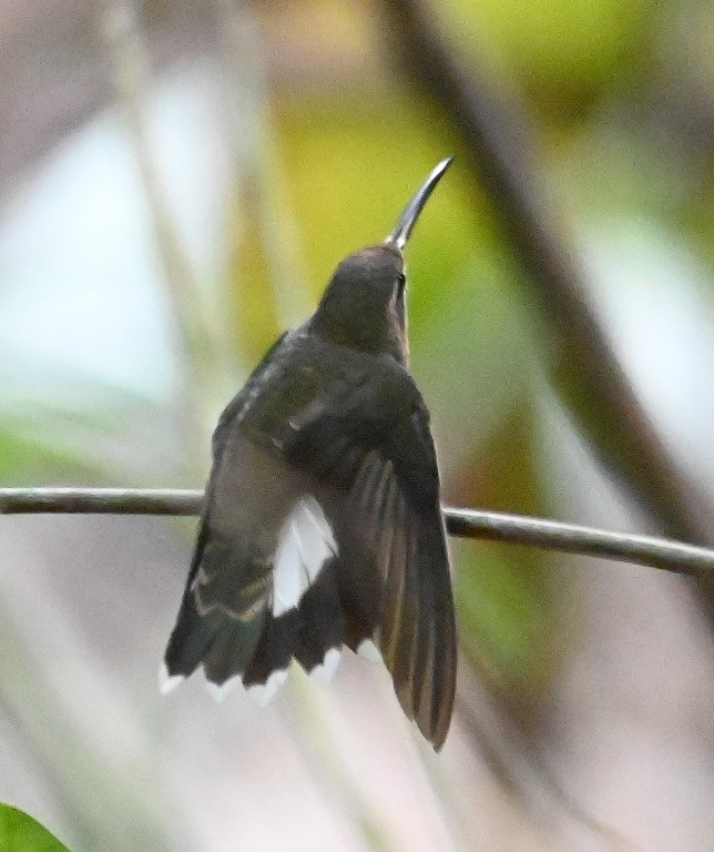DSC_9646b.jpg
