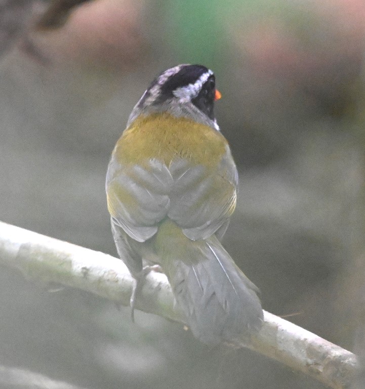 DSC_9654b.jpg