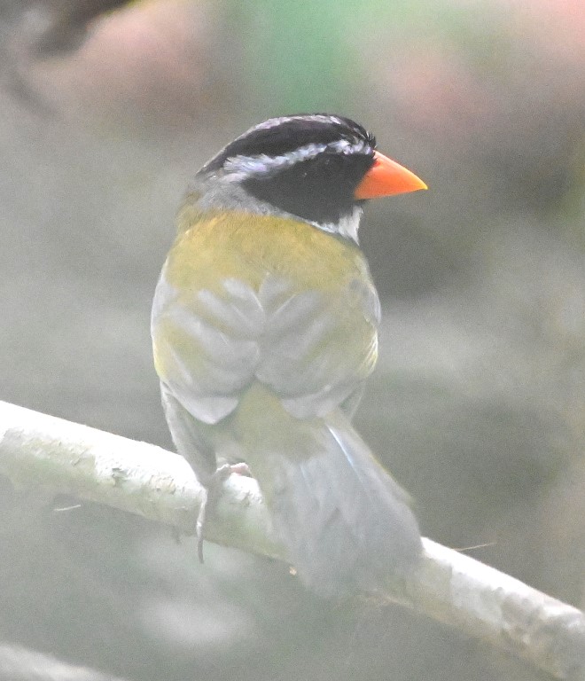 DSC_9655b.jpg