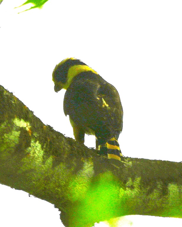 DSC_9683b.jpg