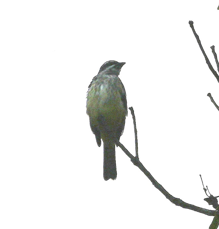 DSC_9723b.jpg