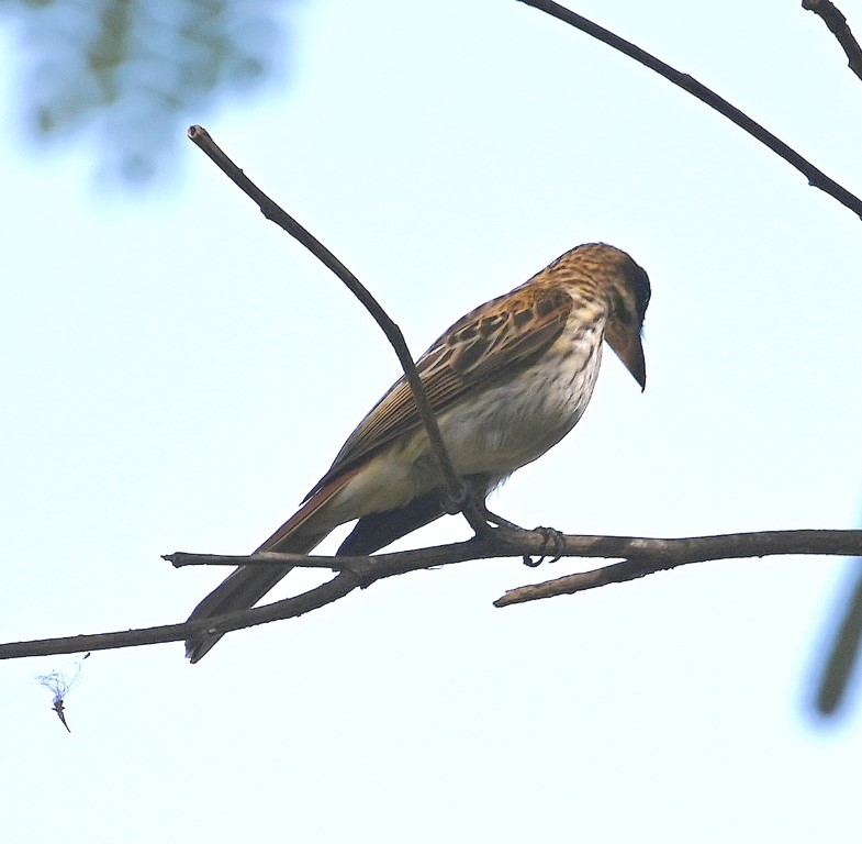 DSC_9759b.jpg