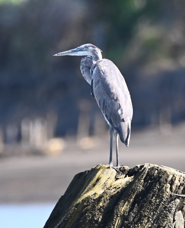 DSC_9817b.jpg