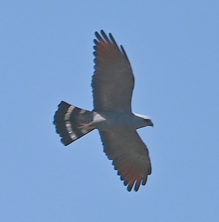 DSC_9818b.jpg