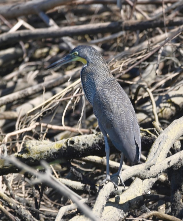 DSC_9829b.jpg