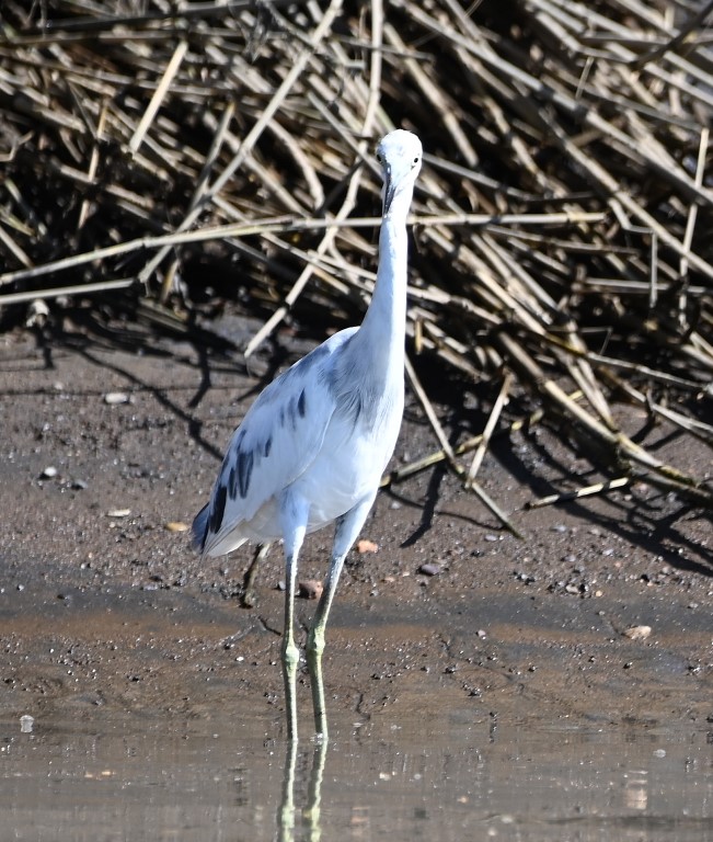 DSC_9871b.jpg