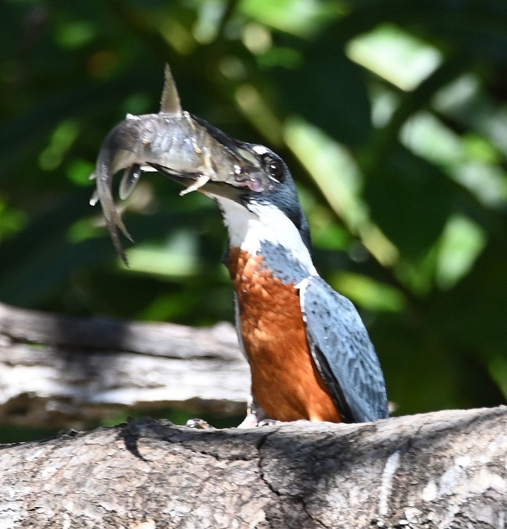 DSC_9900b.jpg