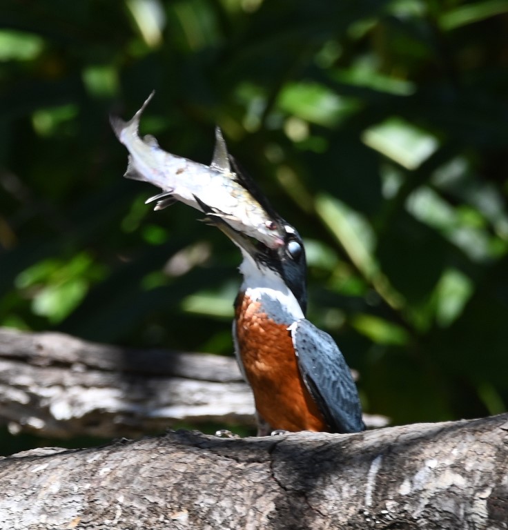 DSC_9901b.jpg