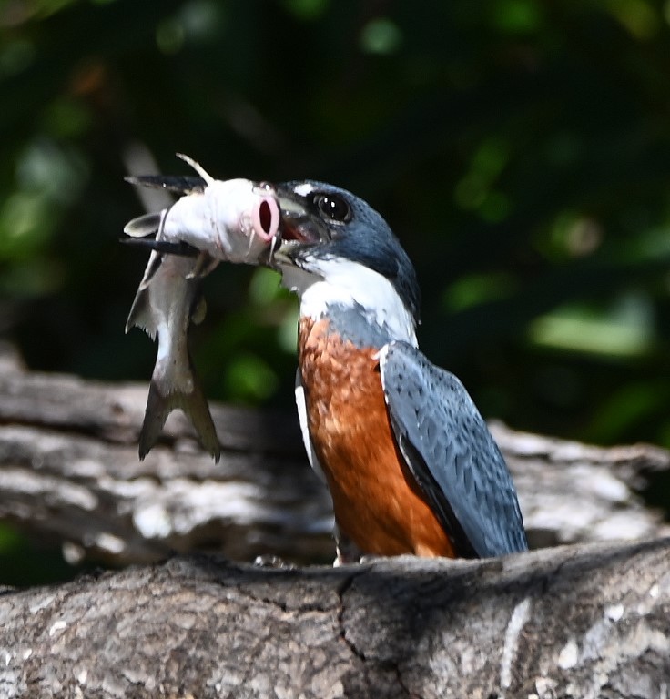 DSC_9906b.jpg