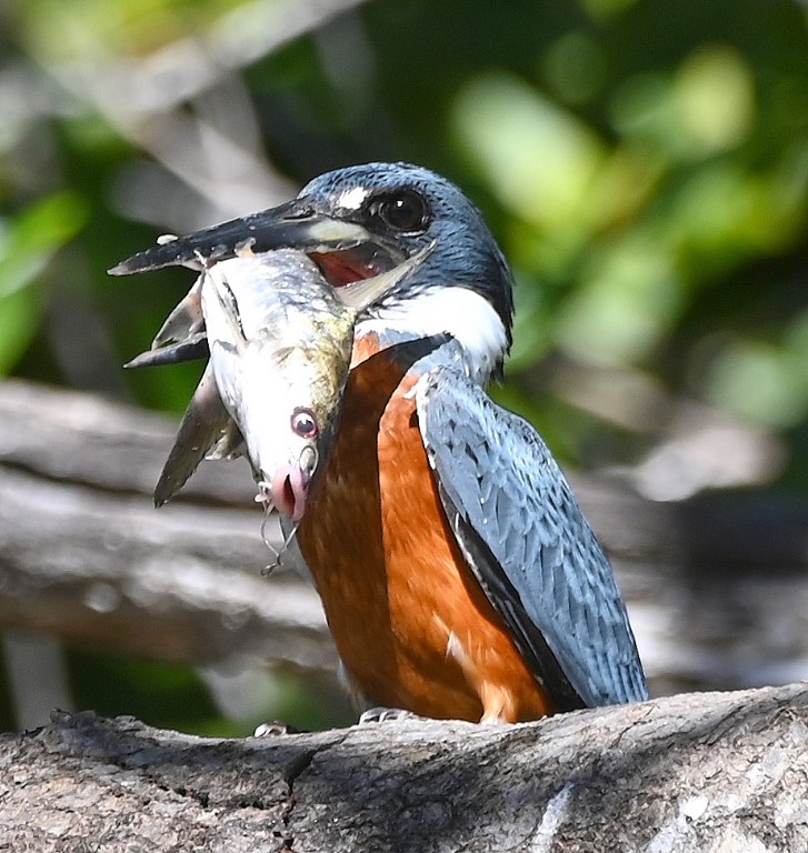 DSC_9914b.jpg