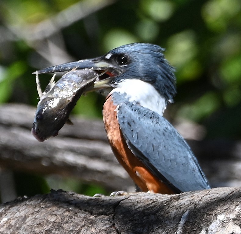 DSC_9920b.jpg