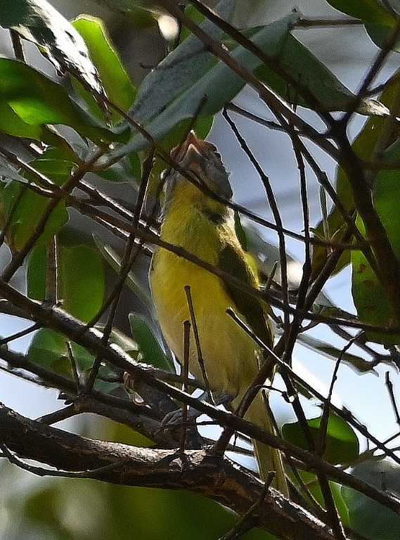 DSC_9924b.jpg