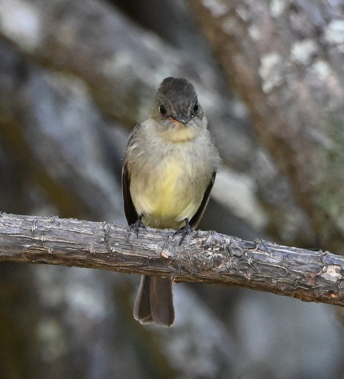 DSC_9932b.jpg