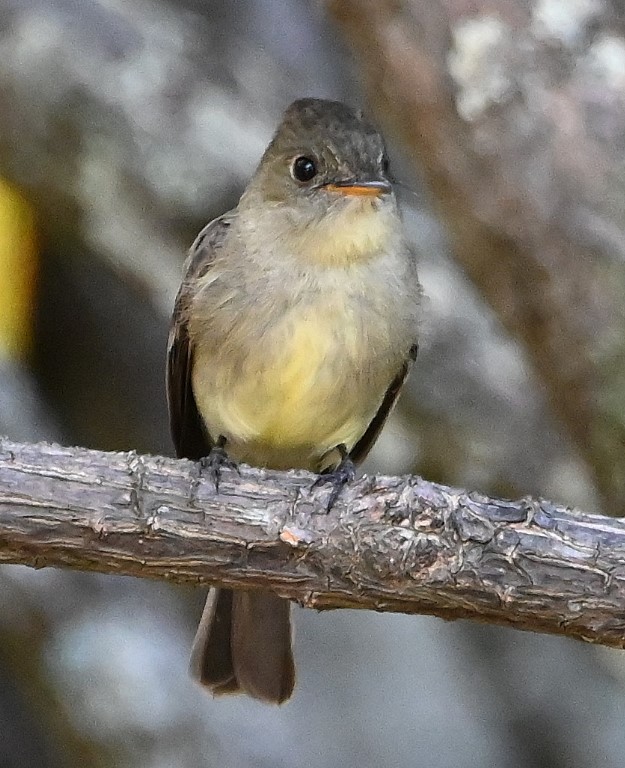 DSC_9935b.jpg