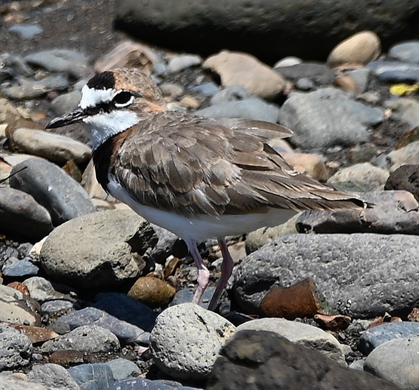DSC_0101b.jpg