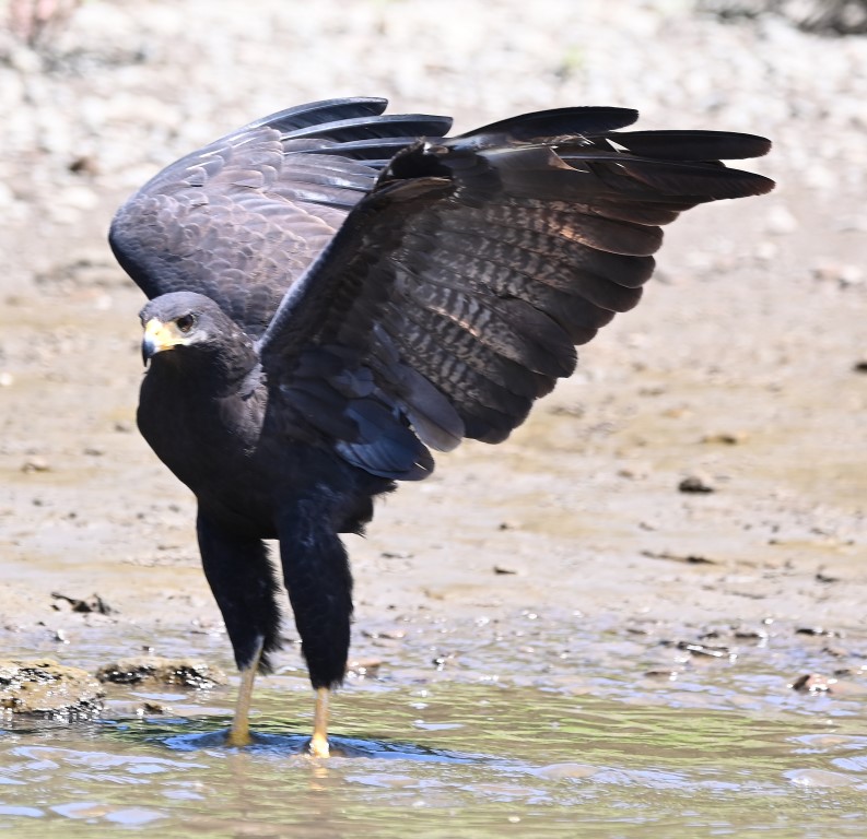 DSC_0149b.jpg