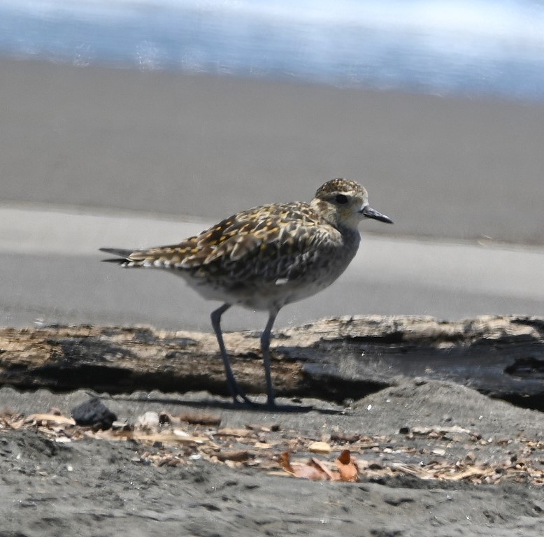DSC_0170b.jpg