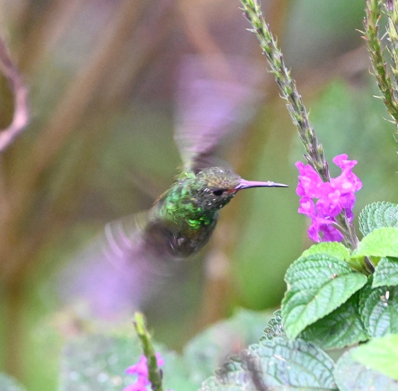 DSC_0302b.jpg