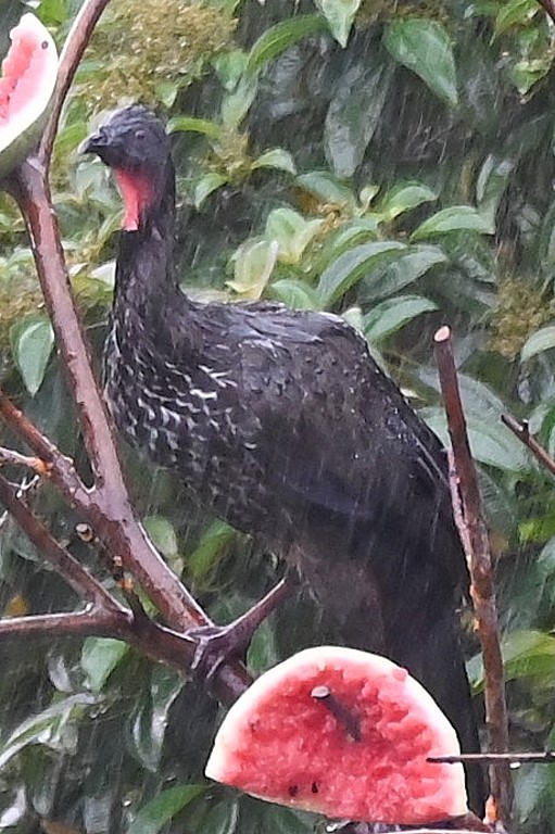 DSC_0320b.jpg