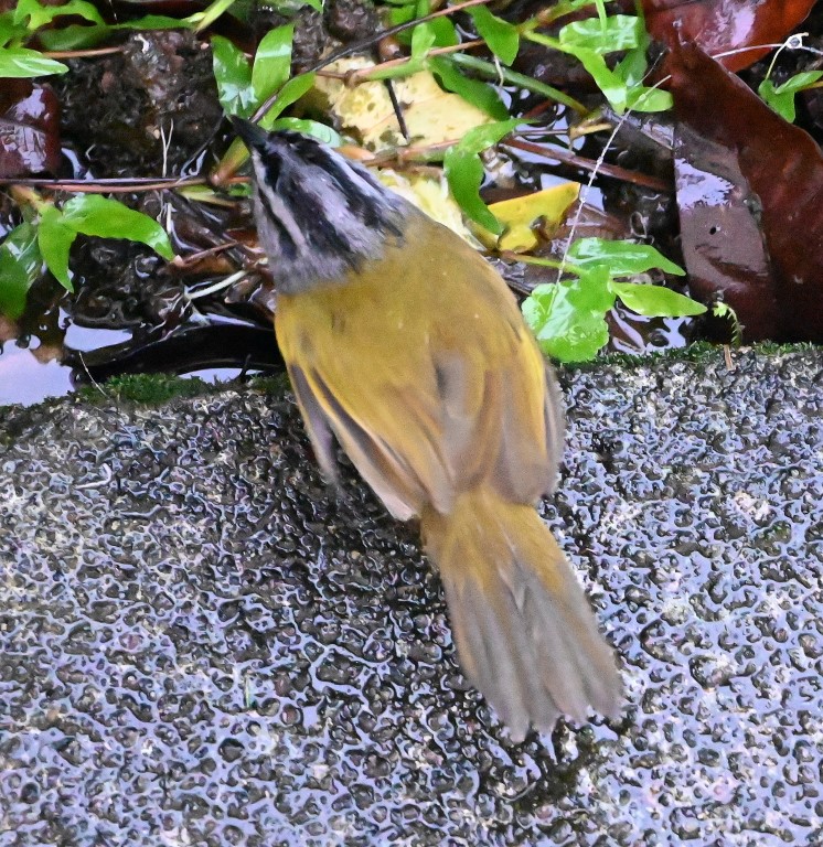 DSC_0339b.jpg