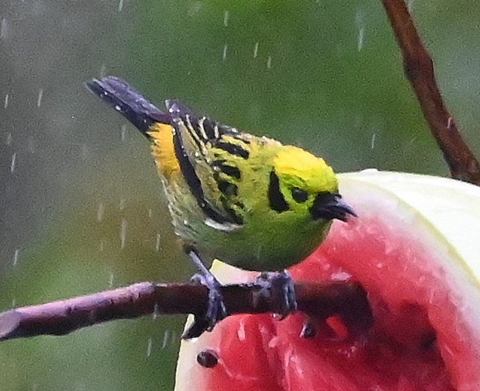 DSC_0348b.jpg