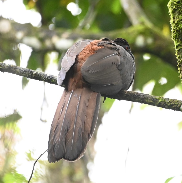 DSC_0559b.jpg