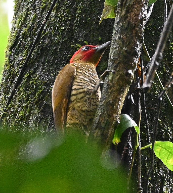 DSC_0586b.jpg