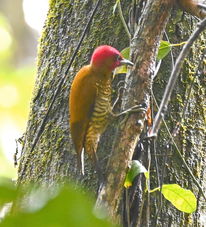 DSC_0589b.jpg
